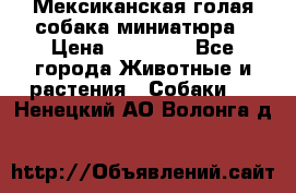 Мексиканская голая собака миниатюра › Цена ­ 53 000 - Все города Животные и растения » Собаки   . Ненецкий АО,Волонга д.